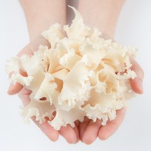 아미코팜 생꽃송이버섯 1kg 베타글루칸, 1개