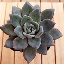 독일샴페인 다육이 붉게 예뻐지는 가을다육 식물1-50, 단품