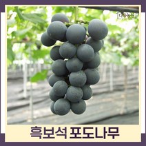 포도나무 묘목 흑보석 삽목1년생 뿌리묘 3개