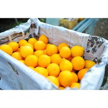 23년 올레돌밭농원 제주직송 황금향 2.5Kg/4.5kg 벌크용, 하우스감귤2.5kg 랜덤과