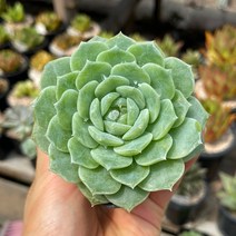 퓨어러브 다육식물 묵은둥이 / 예쁜 식물 얼큰이 집꾸미기 용인수다육
