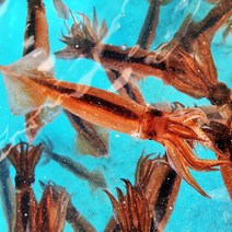 동해안 자연산 생물 오징어 1kg, 총알오징어1kg(4~8마리내외)