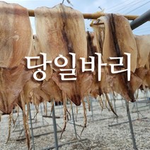 선동 마른 오징어 건오징어 5-20마리 다양한 크기, 마른오징어, 당일바리 마른오징어 중 10마리 (750g)