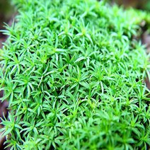 초등관찰과학실험용 솔이끼(암그루 수그루) 체험학습 논리학습 창의력, 수그루