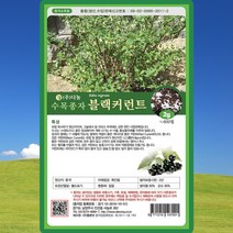 블랙커런트 나무 씨앗 블랙커런트 나무 씨 종자 2g