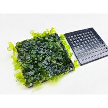 물미역 모스 활착 음성 수초 키우기 초보 치어 치비 구피 새우 은신처 어항 꾸미기, 현무암 활착 20개 (25% 할인)