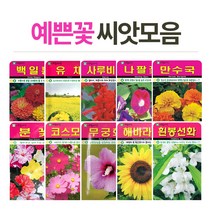 고급 꽃씨 씨앗키우기 꽃씨앗 플라워씨드, (고급꽃씨)흰봉선화100립