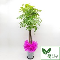 꽃친구 파키라 포장분 중형 대형 탁상용 개업화분 축하화분 인테리어화분, 물받이바퀴받침(10.000원)