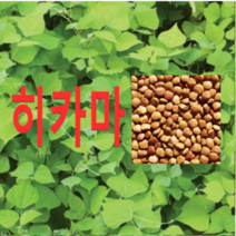 (성실C)히카마씨앗 20g