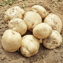 감자10KG 두백감자 햇감자 5kg 홍감자, 햇 두백감자 대 3kg