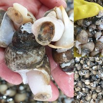 동해안 흑골뱅이 1KG 50-80미 자숙 급냉 자연산 골뱅이숙회 백고동