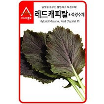 경수채 교나씨 레드캐피탈 적 3g 샐러드 씨앗 종자 종묘 _ 22092786EA, 쿠팡 자비샵 본상품선택