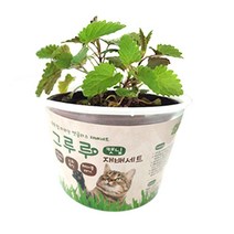 고양이 기호품 캣닢 기르기 재배 세트 반려묘토이 냥이장난감 캣그라스, 1개