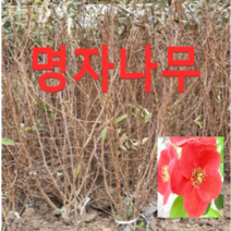 (성실D)명자나무 묘목 키100센치(분) 4그루
