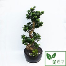 꽃친구 가지마루팬더 소형 중형 개업화분 축하화분 인테리어화분 전국 당일배송, 가지마루팬다, 기본받침, 1개