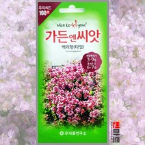 백리향 타임 100립 / 다년생 꽃씨 씨앗 화단 정원 꽃밭