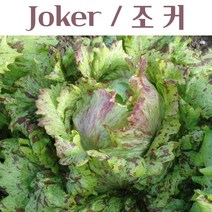 유럽상추키우기 Joker 조커 양상추 키우기세트 교육용 체험용