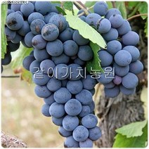같이가치농원 포도나무 묘목 (캠벨) 삽목1년특묘