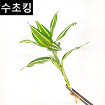 [수초킹] 산드리아, 3촉