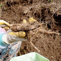 없음 6년근 정선 산더덕 (소) 1kg 산지직송 향과 식감이 좋은 강원도 정선더덕, 1개, 02. 산더덕 (중) 500g