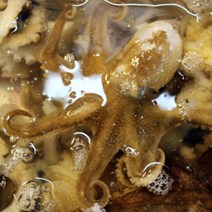 국내산 손질쭈꾸미 500g 급냉 쭈꾸미 샤브샤브 볶음 덮밥용 비빔밥 캠핑음식 냉동