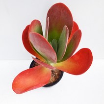 꽃보다 당인이 더 예쁜 다육이 중품 랜덤 다육식물1-6, 단품, 1개