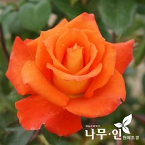 [나무인] 고급사계정원장미 모니카(주황색)