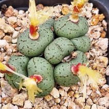 코노피튬 피시포르비 리톱스 다육이 플랜테리어130