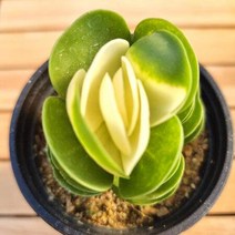 노란 행운의 꽃 녹비단 다육 식물1-25, 단품
