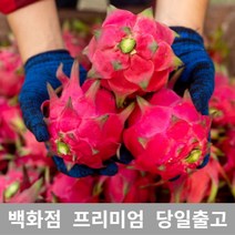 가락청과네 용과 4.5kg 선물 과일 열대과일 과일, 선택= 본상품선택, 1