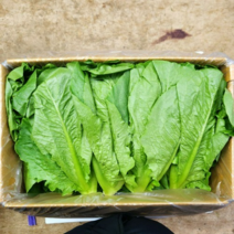 통로메인 상추 3.6kg-4kg