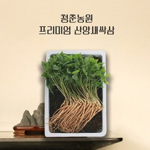 [조운농원] 햇상품 청룡농원 제주산 레드 비트즙 75포 110ml