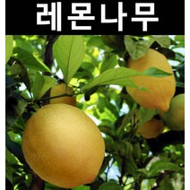 귤나무(레몬나무) 7치화분 1개/나무 묘목/과실수/유실수