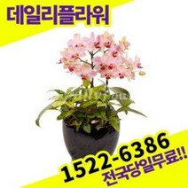 해단풍 서양란 난 호접란 개업화분 승진축하 난배달