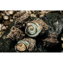 살아있는 청정 자연산 뿔소라 1kg 3kg, 자연산 생물 뿔소라 1kg