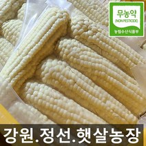 햇살농원 강원도 정선 냉동 미백 찰 옥수수 20개 (찜 후 진공 냉동), 15, 미백(냉동)찰옥수수(찜후냉동)