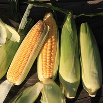 2023년 수확하는 초당옥수수 Gmo 걱정없는 흙내음농장 초당옥수수 (노란옥수수), 20