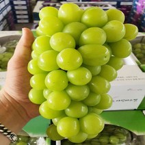 고당도 프리미엄 샤인머스켓 2kg 4kg(실중량) 16 900원~, 가정용 샤인 2kg(2~6수내외)