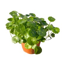팡팡플랜트 실내 공기정화식물, 1개, 워터코인(10cm)