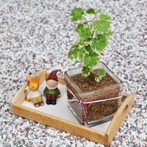 가꾸지오 수경식물 파비안느글라스 DIY SET, 파비안글라스set