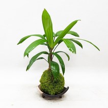 도자기랑나무랑 이끼볼 수태볼 반려식물 실내화초 가습 수경식물, 1개, 관음죽 이끼볼(도자기받침)
