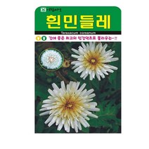 SN월드 야생화 씨앗 꽃씨앗 모음, 야생화 - 흰민들레(50립)