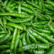 [산정] 맛있게 매운 청양고추, 국내산 청양고추(상) 2kg