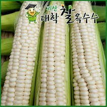 [가을생물 옥수수-예약중] 2023년 햇거 특A품 괴산대학찰옥수수 냉동/햇생물 2가지, 30개입, 생물괴산대학찰옥수수_자루