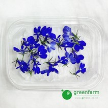 로벨리아 1팩, 1개