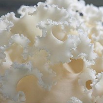 국내산 무농약 재배 생꽃송이버섯 1kg 부모님 명절선물 약용 슈퍼푸드, 1개