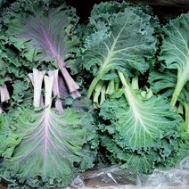 야채왕 로즈잎 500g 1kg 로즈케일, 1개