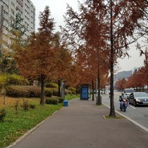같이가치농원 메타세콰이어나무 묘목(2년생특묘)