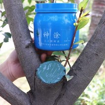 톱신패스트 봄 식물 가로수 원예 상처 치료제 도포제, 옵션F(100g)-브러쉬증정