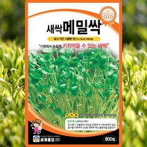 새싹메밀 씨앗 새싹메밀 씨 종자 800립, 1개